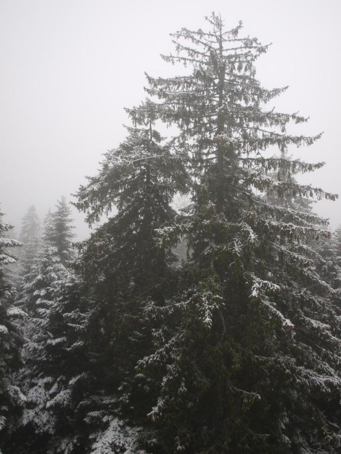 Borovets Forest View Kültér fotó